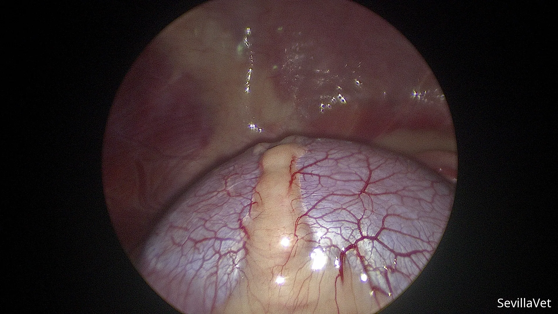 Laparoscopic view of a canine kidney during minimally invasive surgery