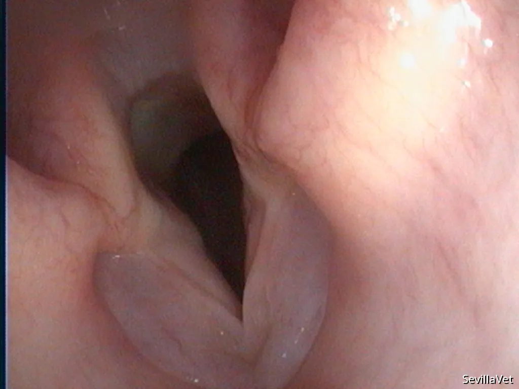 Close endoscopic view of the canine larynx