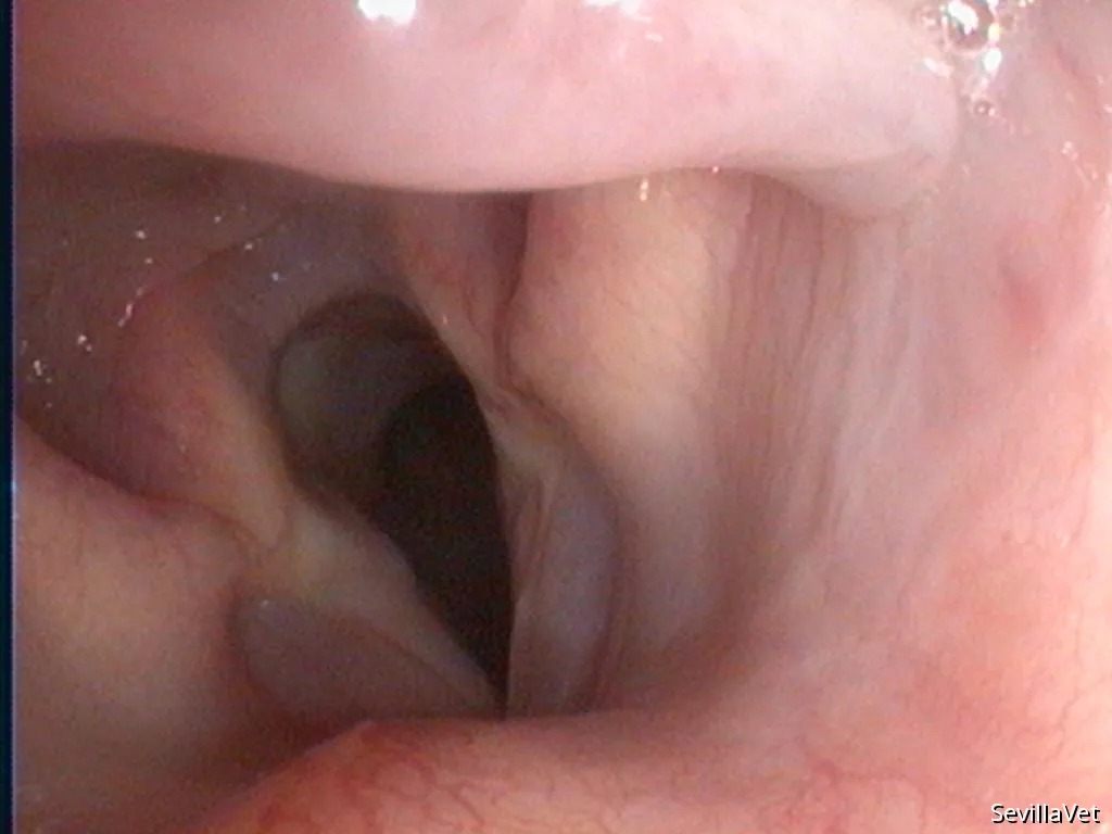 Detailed endoscopic view of the canine larynx
