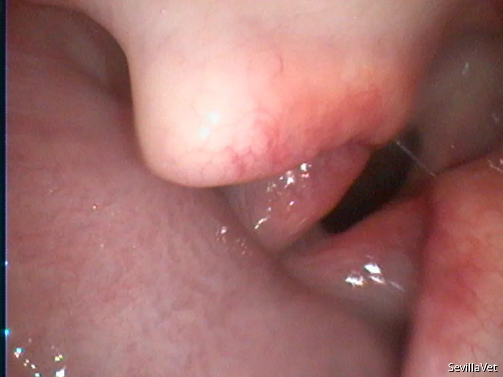 Endoscopic view of the canine larynx during airway examination