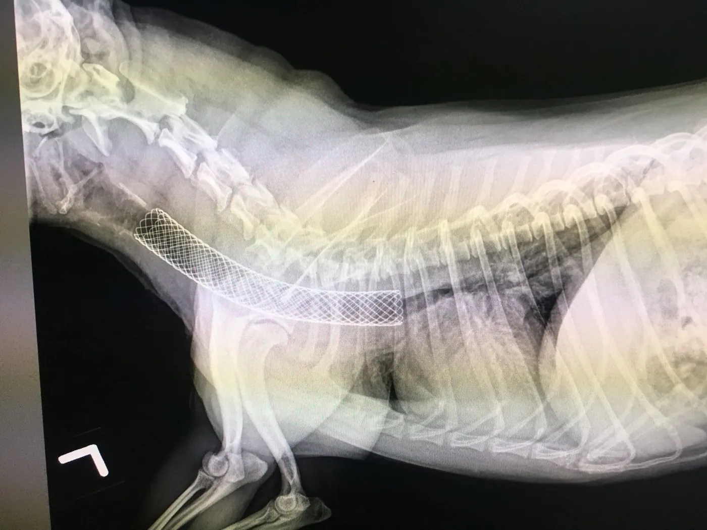 Second view of tracheal stent placement in a small breed dog