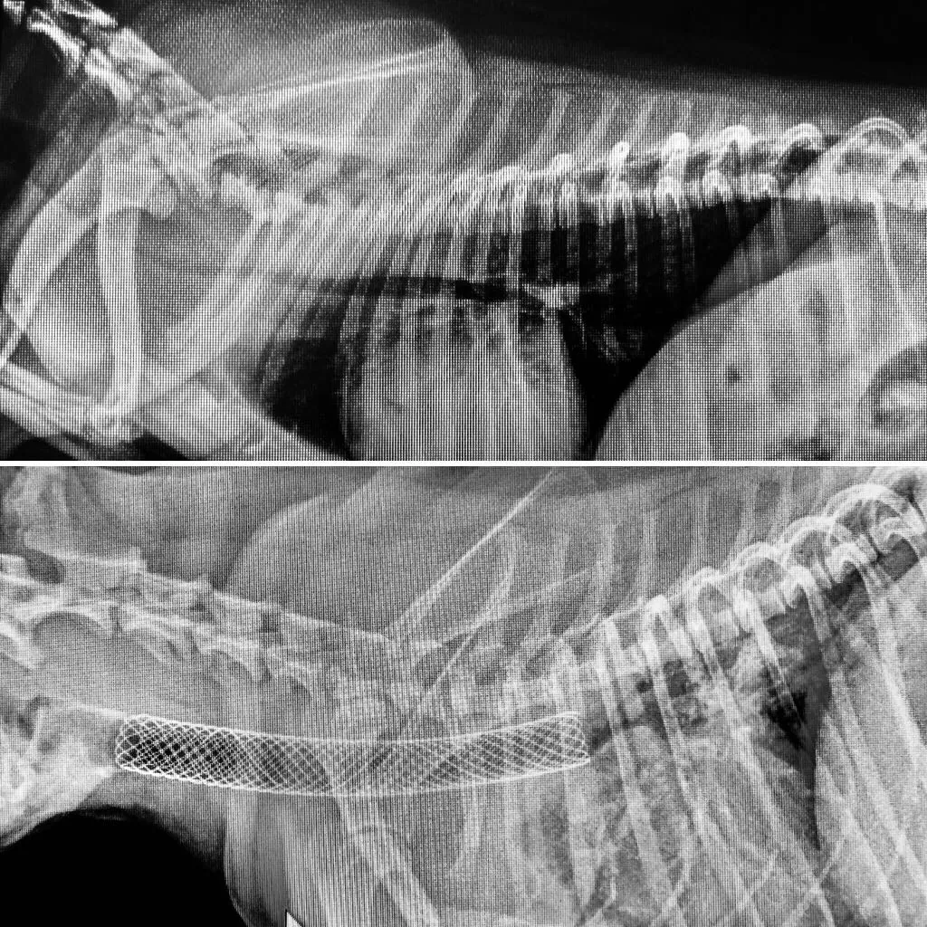 Tracheal stent placement to manage tracheal collapse in a dog