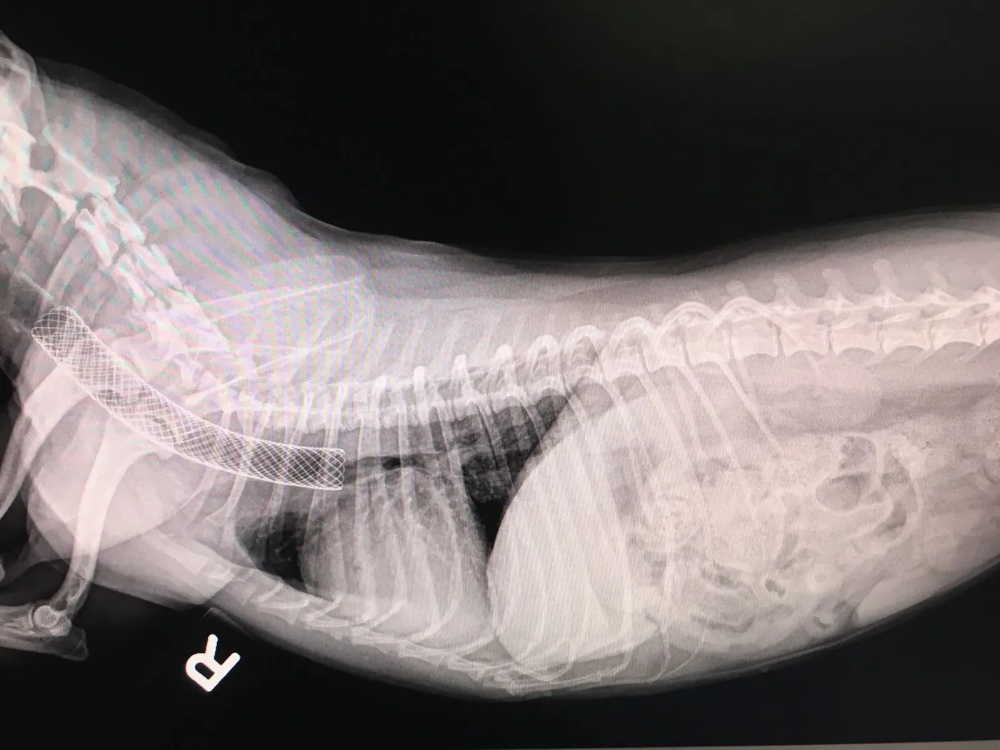 X-ray imaging confirming tracheal stent placement in a canine patient