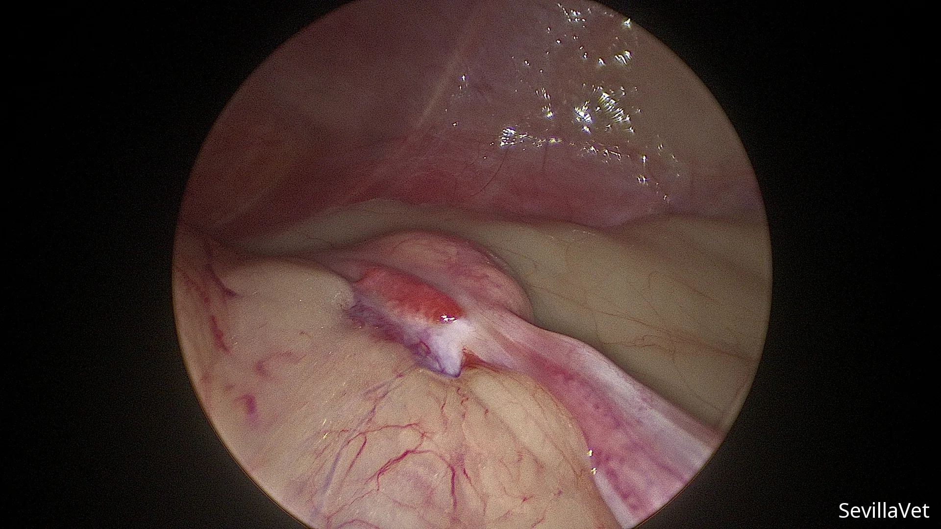 Laparoscopic close-up of a canine ovary during a keyhole spay