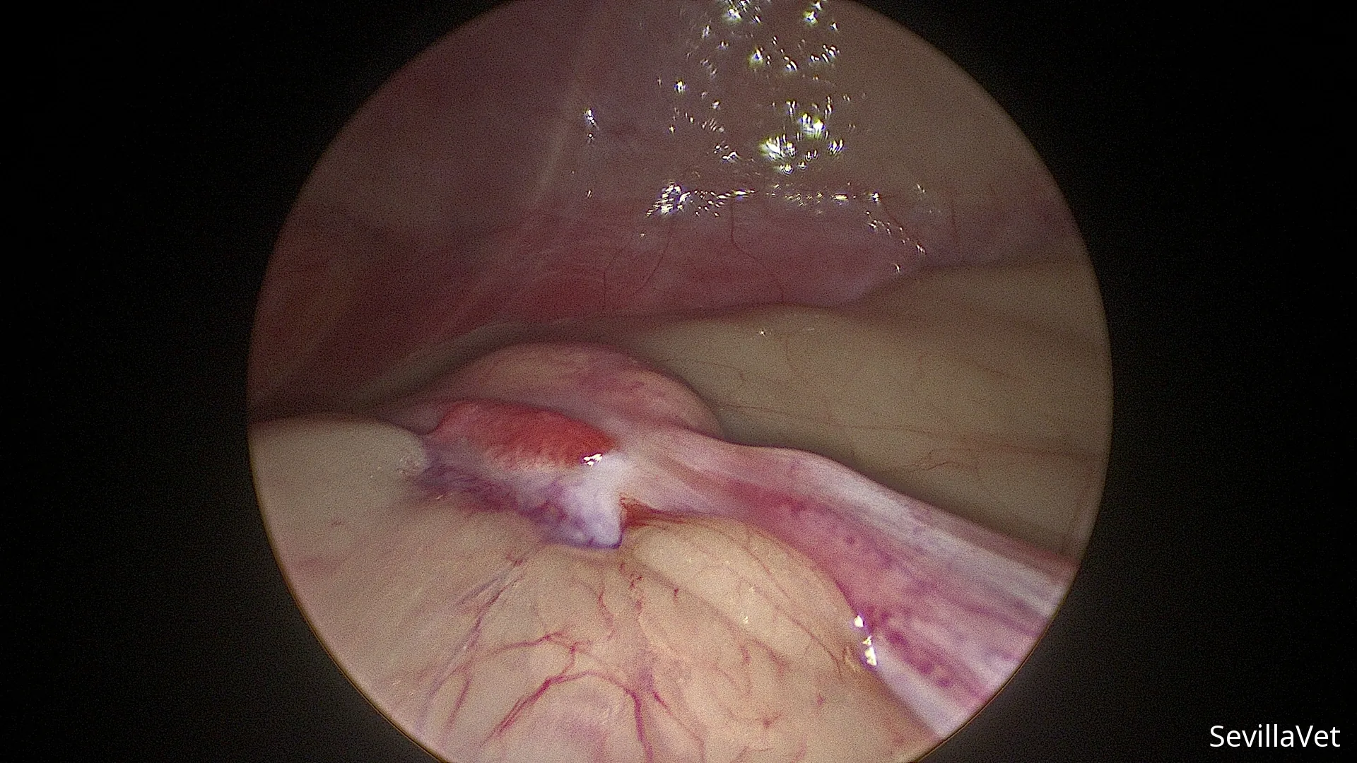 Real laparoscopic view of a canine ovary before removal