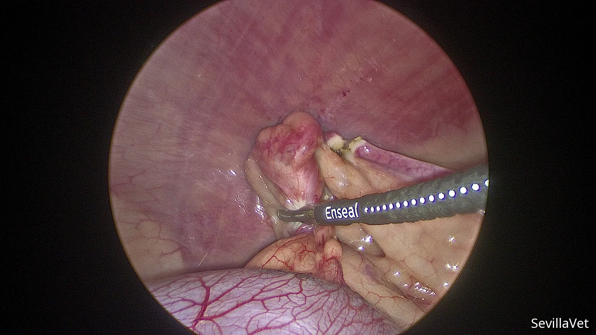 Laparoscopic sealing of ovarian vessels during a keyhole spay