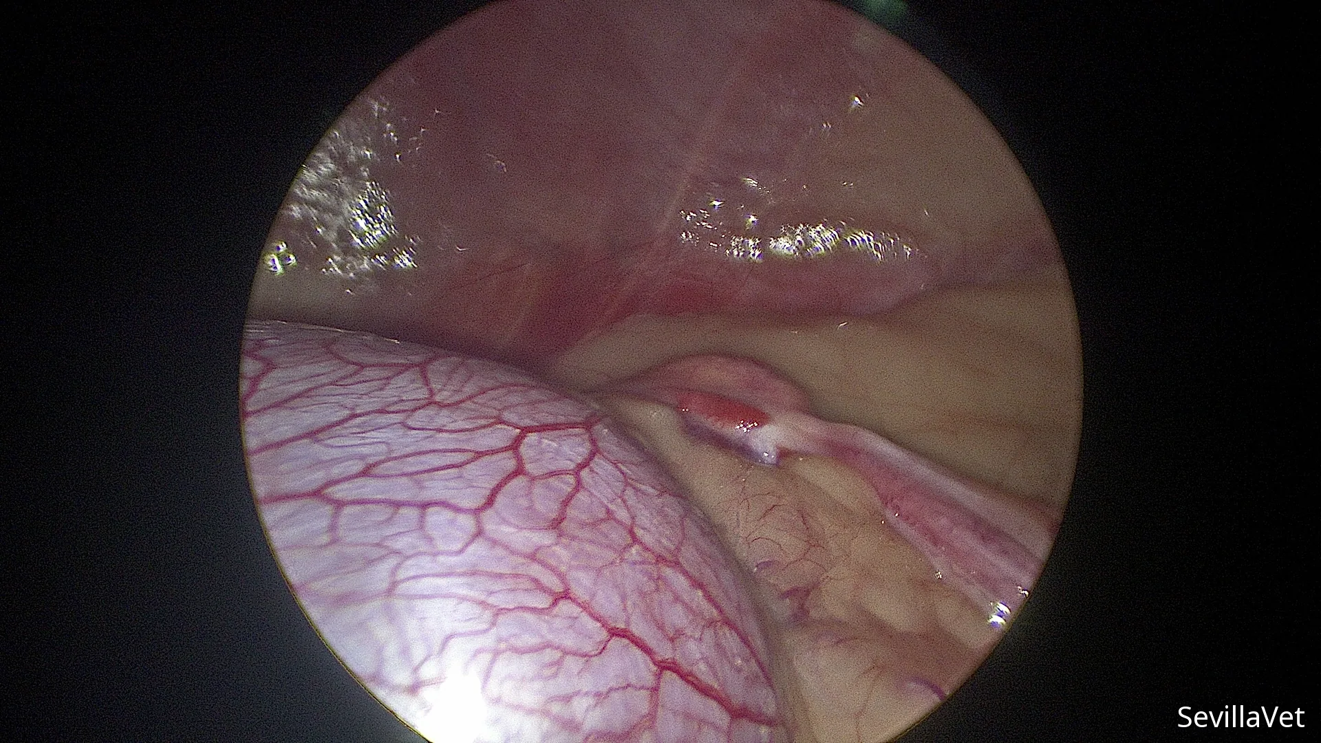 Laparoscopic view of a canine ovary adjacent to the kidney