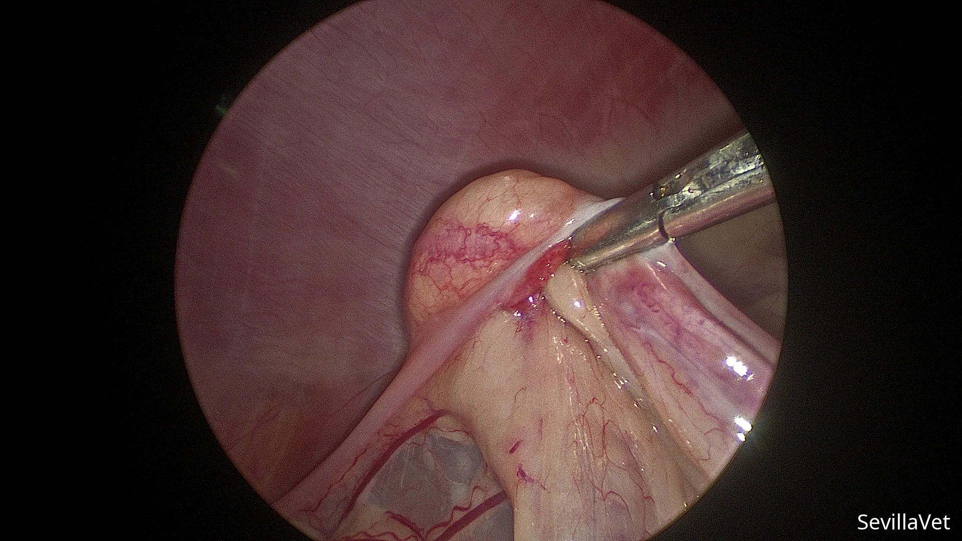 Laparoscopic instrument holding a canine ovary during surgery
