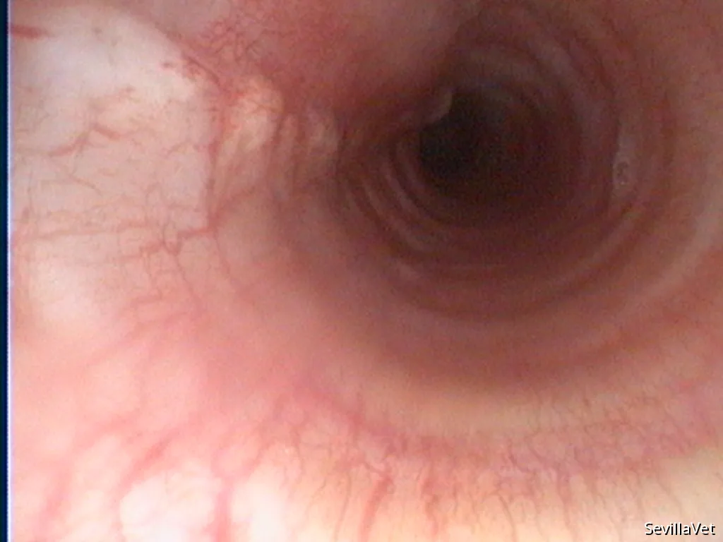 Endoscopic view of the canine trachea during airway examination