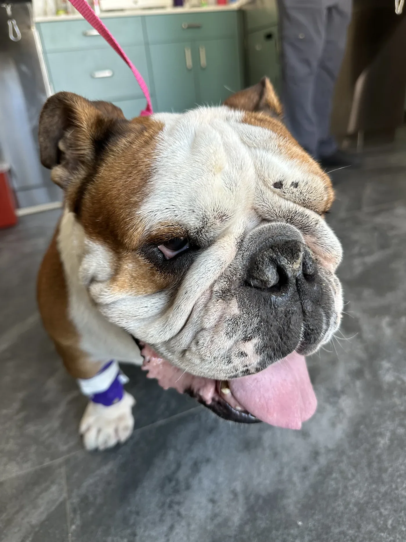 An English Bulldog patient with a foreleg catheter wrap during a clinic visit