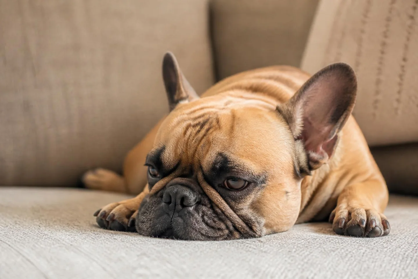 A flat-faced dog resting — noisy breathing, snoring and overheating can be signs of BOAS.