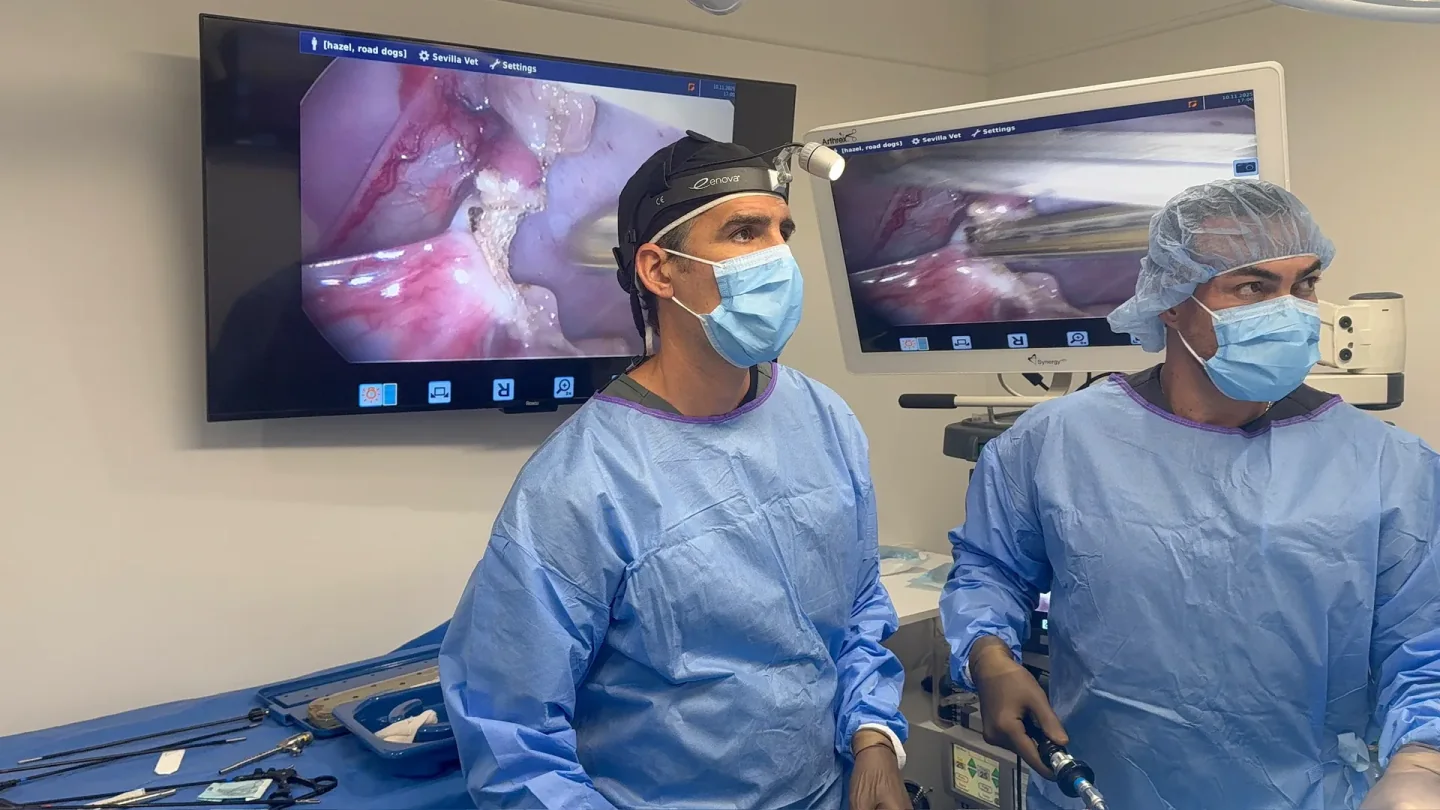 Veterinary surgical team performing laparoscopic surgery in the Los Angeles operating room